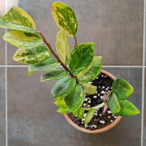 Zamioculcas variegata - Etsy.de