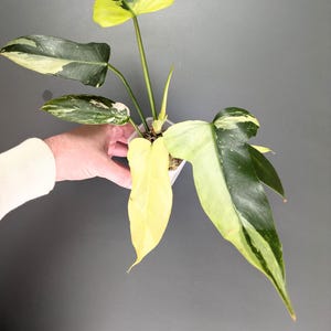 Raro - Philodendron Golden Dragon Albo Variegata - Splendida variegatura