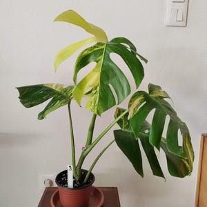 philodendron im freien Philodendron squamiferium variegated main image 1