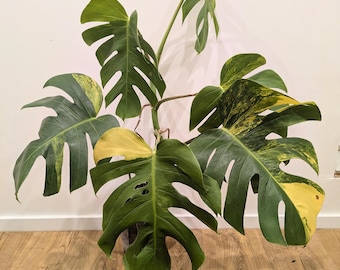Monstera Aurea Variegata - Stor växt