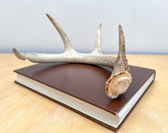 11" Whitetail Deer Antler, Vintage Weathered Whole Shed Antler for Natural Rustic Boho Cabin Bookshelf Decor