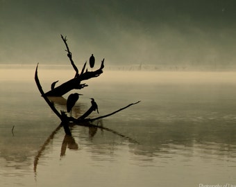 Birds in the Mist, 11 X 14 inch Fine Art Photo, Signed by me,Dreamy, Nature, Fog