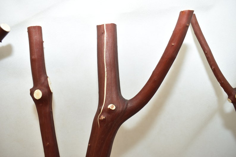 Manzanita Bird Perches Set of Three Multibranch with Hardware Etsy