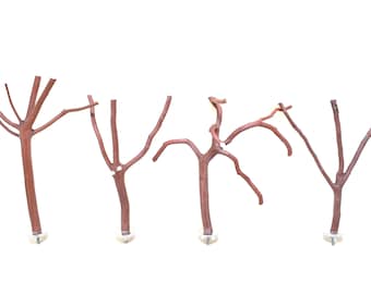 Manzanita Bird Perches – Oven-Cured Wood, 8" to 9" Long, Set of Four * 1/2" to 1/8"