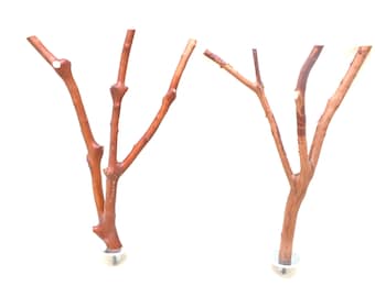 Manzanita Bird Perches Oven Cured Chemical Free Wood Set of 2 * Fine Set