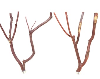 Natural Manzanita Wood Bird Perches - Oven-Cured, Multibranch - Set of 2 * High Quality