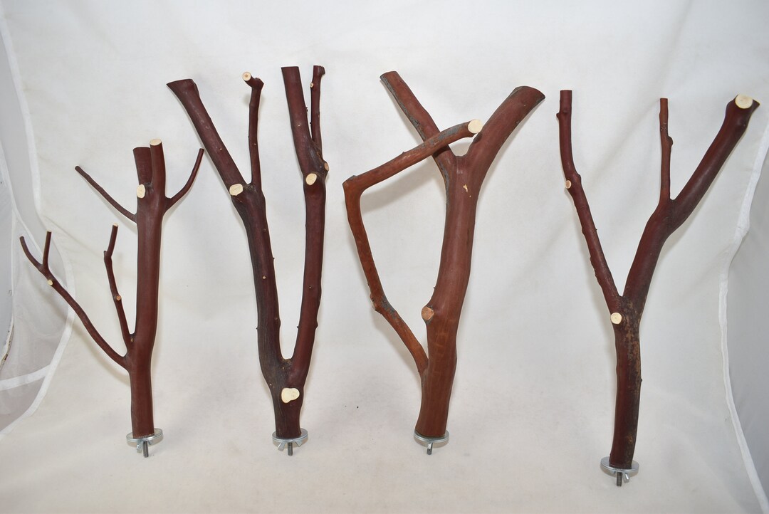 Manzanita Bird Perches Set of Four Multibranch With Hardware Etsy