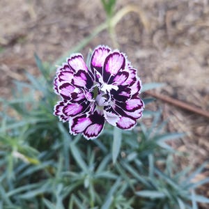 May include: A close-up of a vibrant flower with layered petals. The petals are a deep purple with white edges, creating a striking contrast. The flower is surrounded by green foliage and set against a blurred background of earth and other plants.