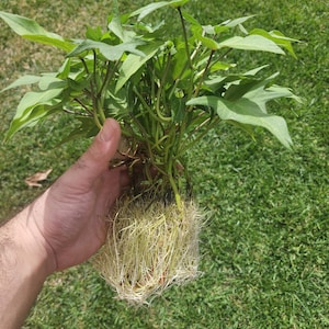 May include: A sweet potato vine plant with vibrant green, heart-shaped leaves and a dense, intricate network of pale, fibrous roots extending from the base, showcasing a healthy root system ready for planting in soil or water.