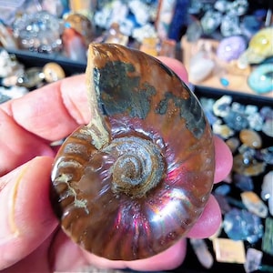 Iridescent Ammonite Fossil Specimen, Polished Cleoniceras Shell on Stand