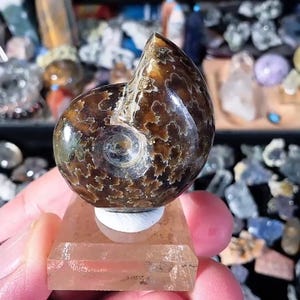 Polished Ammonite Fossil Specimen, Detailed Suture Pattern, Madagascar Cleoniceras Fossil, Display Stand