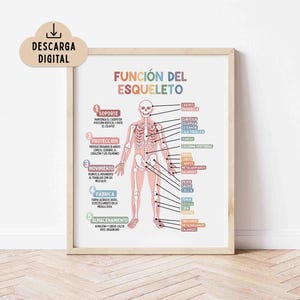 May include: A digital educational poster titled FUNCIÓN DEL ESQUELETO featuring a central human skeleton diagram with labelled bones in Spanish. The poster includes five numbered sections explaining skeletal functions in pastel colours and a download icon.