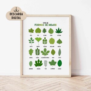 May include: A framed educational poster titled TIPOS DE FORMAS DE HOJAS featuring twenty green leaf illustrations arranged in a grid. Each leaf is labeled with its Spanish name, including Arce, Tilo, Espino, Olmo, Plátano, Saúco, Ginkgo, Fresno, Avellano, Abedul, Serbal, Castaño de Indias, Haya, Sauce, Endrino, Higuera, Tejo, Sicomoro, and Cerezo.