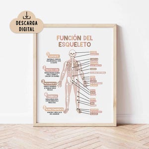 May include: A framed educational poster titled FUNCIÓN DEL ESQUELETO featuring a human skeleton diagram with labels in Spanish. The chart details five skeletal functions including support, protection, movement, production, and storage in a neutral colour palette.