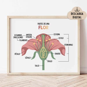 Puede incluir: Una lámina educativa enmarcada titulada PARTES DE UNA FLOR que muestra un diagrama de corte transversal de una flor. La ilustración presenta partes etiquetadas que incluyen el pétalo, sépalo, tallo, estambre, antera, filamento, estigma, estilo, ovario y óvulo en tonos rosa y verde.