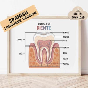 May include: A framed educational poster showing a diagram of a tooth's anatomy, with labels in Spanish. The illustration details the enamel, dentine, pulp, and root. The poster is framed in light wood and includes a 'digital download' tag.