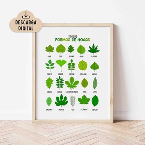 May include: A framed educational poster titled TIPOS DE FORMAS DE HOJAS displaying twenty distinct green leaf illustrations arranged in a grid. Each leaf is labeled with its corresponding name in Spanish, including Arce, Tilo, Espino, Olmo, Plátano, Saúco, Ginkgo, Fresno, Avellano, Abedul, Serbal, Castaño de Indias, Haya, Sauce, Endrino, Higuera, Tejo, Sicomoro, and Cerezo.