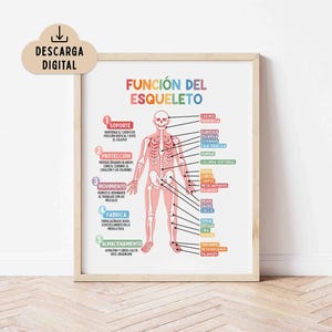 May include: A framed educational poster titled FUNCIÓN DEL ESQUELETO featuring a central human skeleton diagram in pink. The poster includes five numbered sections in colourful boxes explaining skeletal functions and labels for various bones in Spanish.