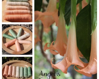 Angel's Trumpet Gradient - 100g