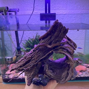 May include: A large piece of driftwood with a dark brown color and a natural, textured appearance. The wood has a hole in the center and is suitable for aquarium decoration. The background shows an aquarium with plants and fish.