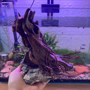 May include: A large piece of driftwood with exposed roots, mounted on a gray rock base. The wood is a dark brown color, with intricate textures and shapes. The driftwood is designed for use in an aquarium, providing a natural habitat for fish.