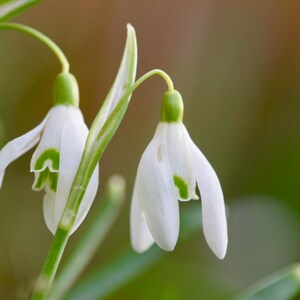 Könnte beinhalten: Nahaufnahme von Schneeglöckchenblüten. Die zarten weißen Blütenblätter mit grünen Markierungen hängen an grünen Stielen. Der verschwommene grüne und braune Hintergrund hebt die Details der Blüten hervor. Ein Frühlingssymbol.
