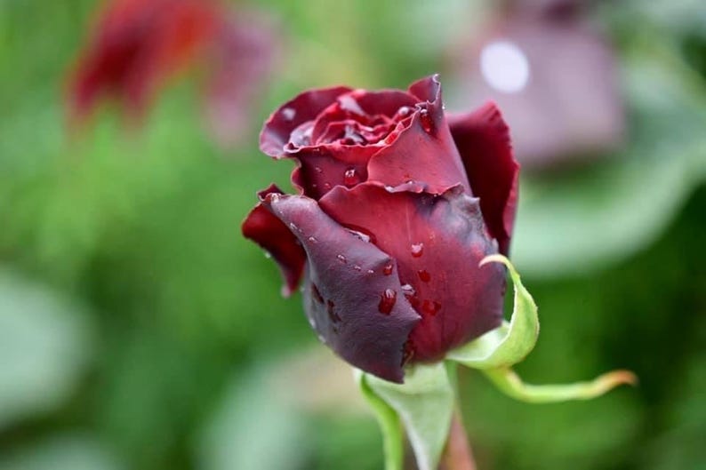 Red Cardinal Rose - Etsy