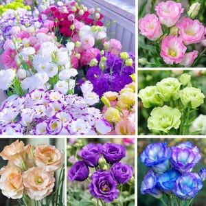 May include: A vibrant collection of Lisianthus flowers in various colors, including pink, white, purple, yellow, peach, and blue. The flowers have multiple layers of delicate petals and are arranged in bouquets. Some blooms have contrasting edges.