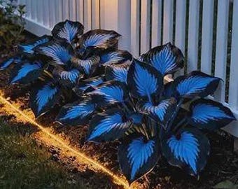 6 Pack of Mixed Heart-Shaped Hosta Bare Roots Plants