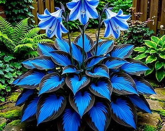 6 Pack of Mixed Heart-Shaped Hosta Bare Roots Plants