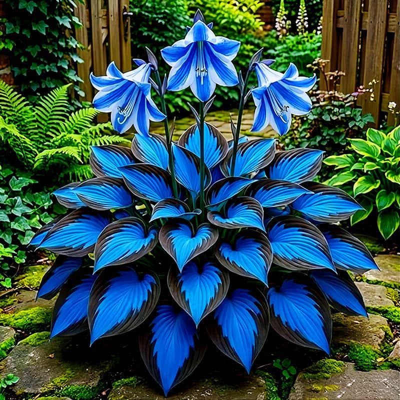 Red White and Blue Hosta Plant - Etsy