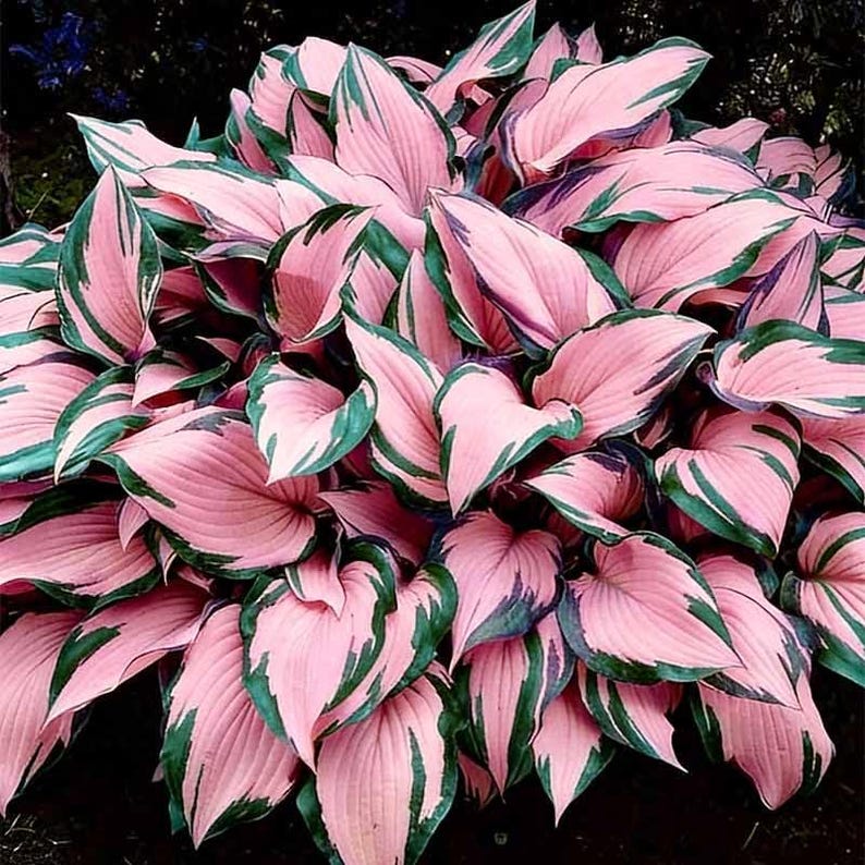 May Hosta Mixed Hosta Seeds – Shade Tolerant Perennial Flowers, 185+ Seeds - Etsy