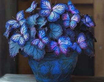 50 Blue Butterfly Coleus Seeds – Heirloom Ornamental Foliage Plant – Rare Garden Beauty - Christmas Gift