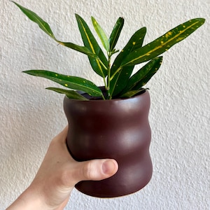 Può includere: Una pianta di Croton con foglie verdi e accenti gialli è piantata in un vaso di ceramica marrone scuro a forma di onda. La pianta è tenuta davanti a un muro bianco strutturato.