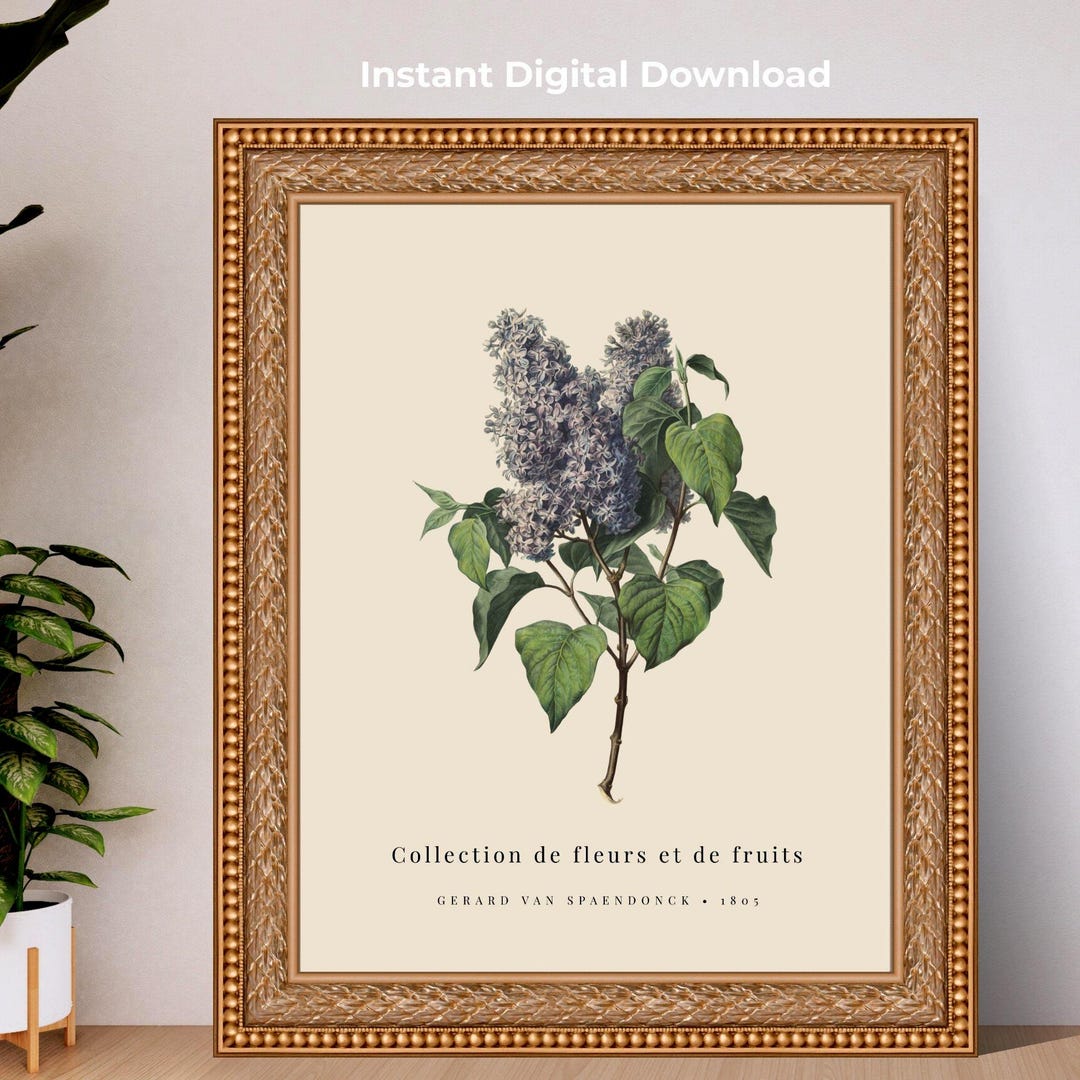 Vintage Lilac Botanical Print | French Floral Wall Art | Purple Lilacs ...