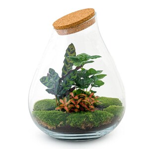 Terrario fai da te - Drop XL Rosso - 37 cm