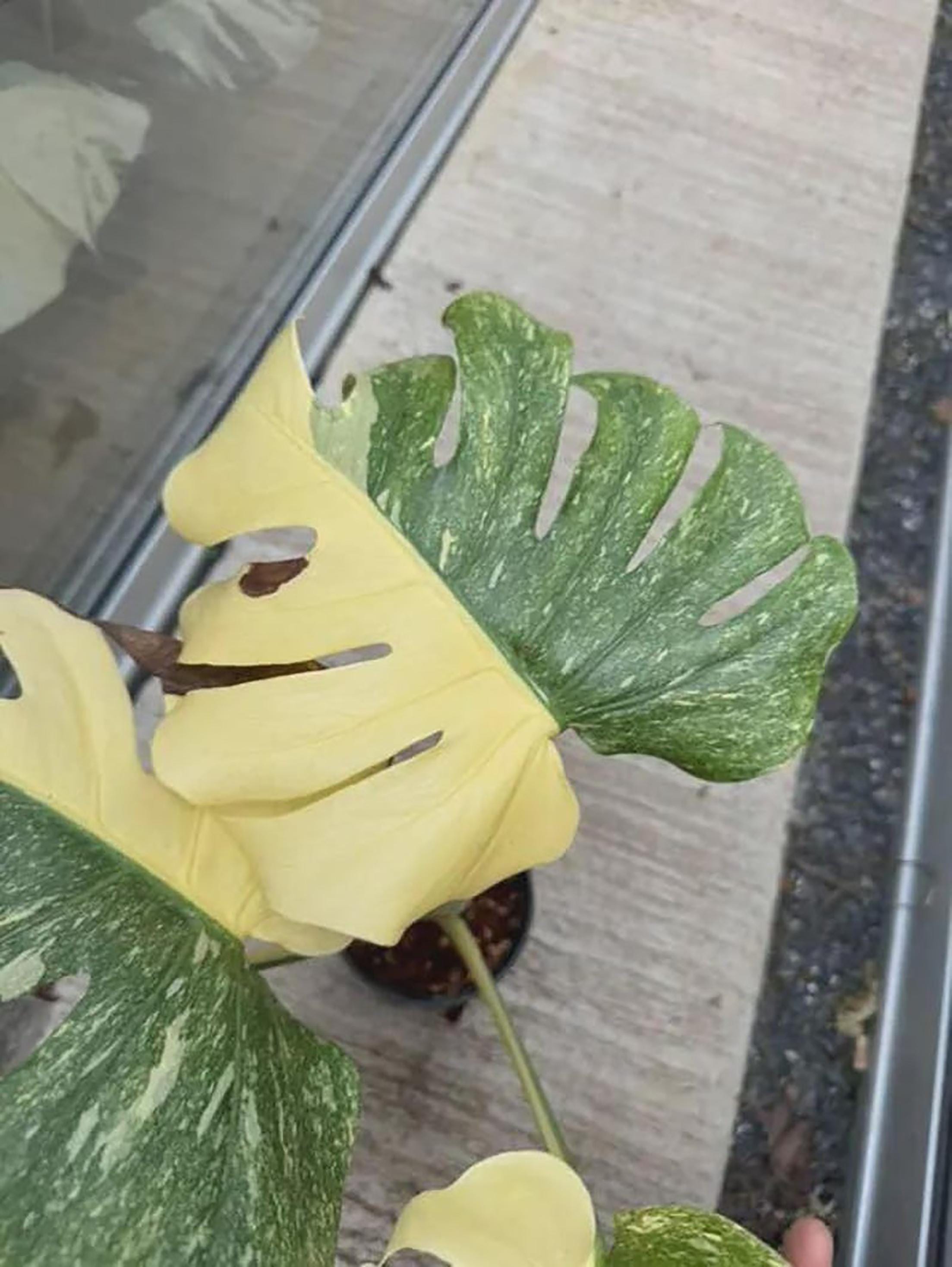 Monstera white lava - Etsy 日本