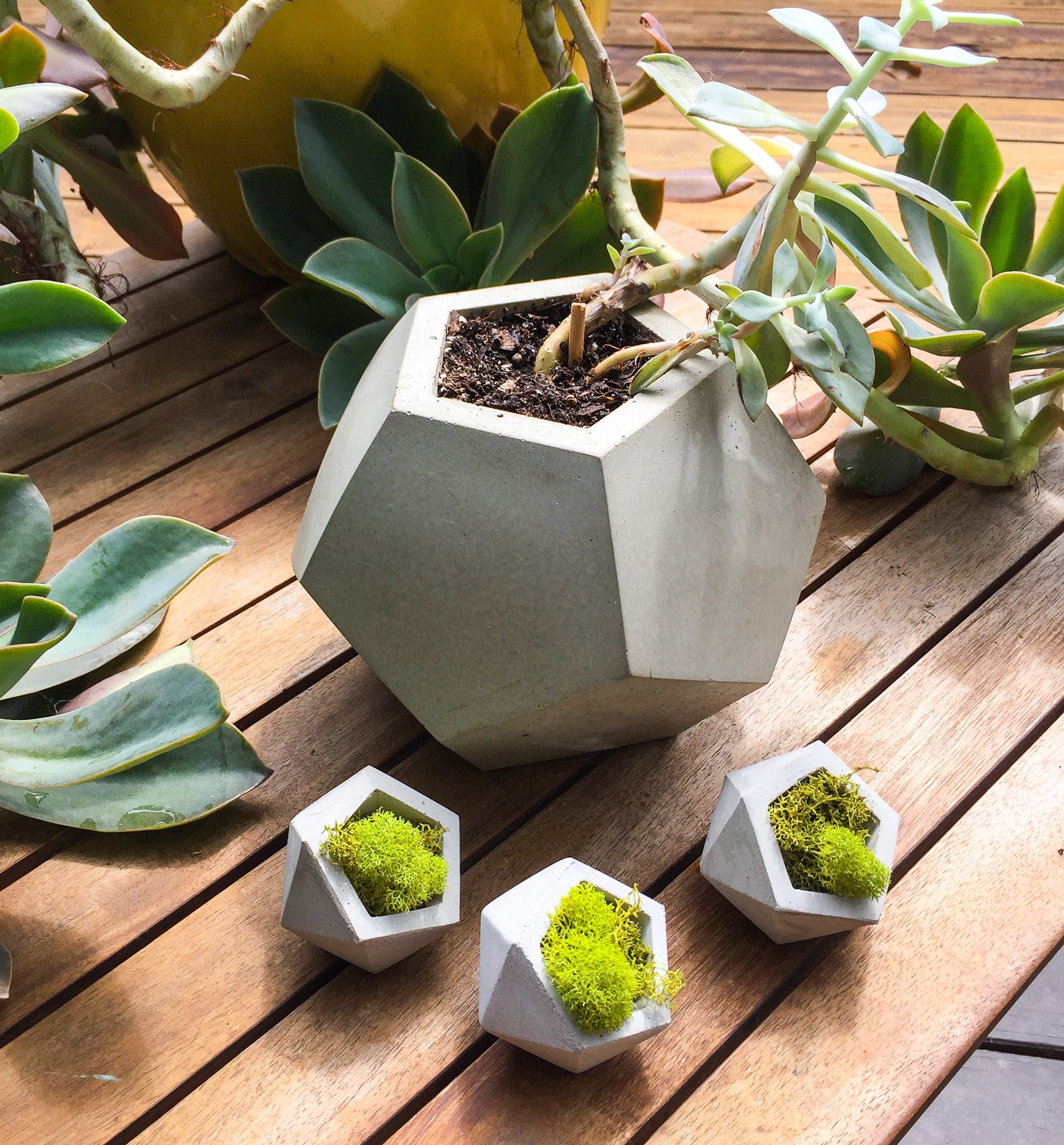 black ceramic plant pots Campania Tron Cao Pot Planter, Set of 3 - 83-411-2003
