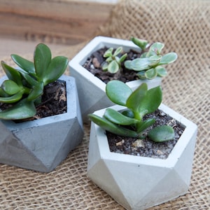 May include: Three geometric concrete planters in gray and white with succulent plants. The planters are hexagonal in shape with a geometric design.