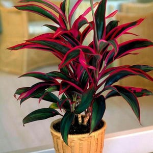 May include: A colourful houseplant with long, pointed leaves in shades of deep green, red, and pink. The plant is potted in a woven wicker basket. The leaves have a striking colour gradient, adding visual interest to the plant.