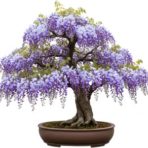 punica bonsai Flowering Pomegranate Punica granatum Nana Emperor main image 1