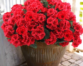 Syngonium Pink perfection Starter Plant (ALL STARTER PLANTS