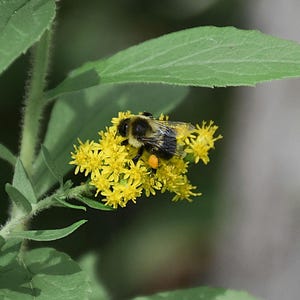 May include: A close-up image of a bumblebee covered in pollen, perched on a cluster of small, bright yellow flowers. The bee's black and yellow striped body is visible, along with the green leaves and stem of the plant.