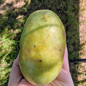 May include: An oblong pawpaw fruit with smooth, light green skin featuring subtle yellow undertones and small brown spots. The fruit has a rounded, elongated shape with a firm texture, displaying natural color variations across its surface.