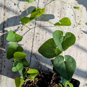 May include: Two black plastic nursery pots containing green climbing plants with heart-shaped leaves. The vines extend outward from the soil, displaying thin stems and vibrant foliage. The plants are positioned to show their growth pattern.