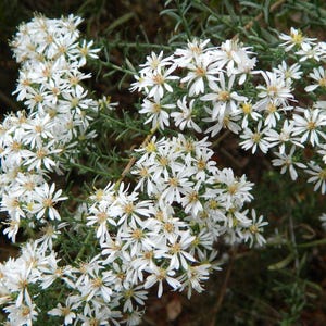 May include: A cluster of small white flowers with thin, delicate petals and yellow centers, growing on thin green stems with narrow, needle-like foliage. The blossoms are densely packed together, creating a bright, star-shaped floral display.