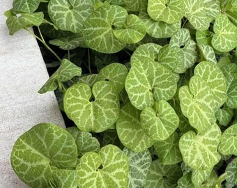 Aristolochia fimbriata - Hardy Dutchman's Pipe Seeds