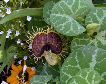 May include: A dark purple Aristolochia flower with yellow fringed edges, surrounded by green heart-shaped leaves with light green veining, small light purple flowers, and bright orange sunflowers in a dense garden setting.