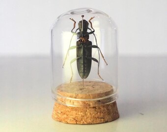 Tiny Beetle Curiosity Cabinet Display Dome