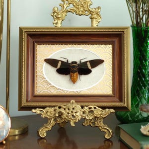 May include: A rectangular wooden picture frame with a gold-toned ornate metal stand, displaying a preserved black and orange cicada specimen centred on a cream-coloured background with a subtle fan-shaped pattern inside an oval matting.